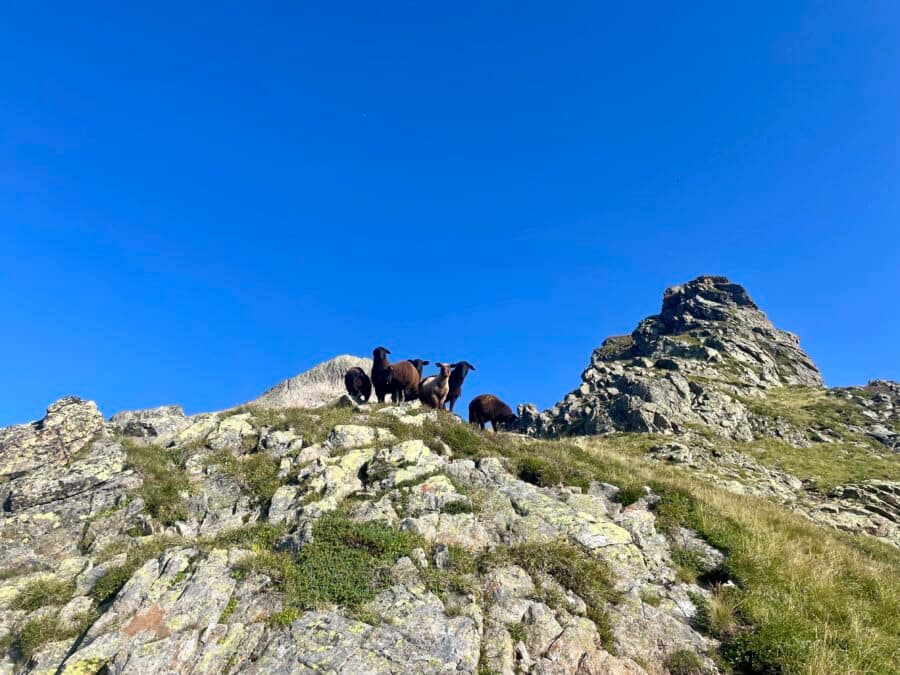curious sheeps